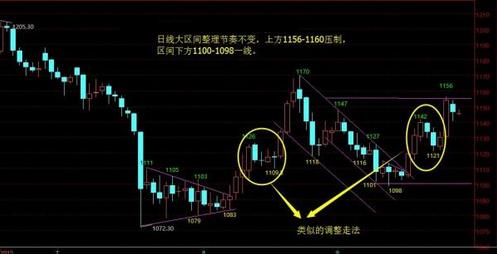 黃金蟒認識主人嗎(黃金蟒量主人身長)