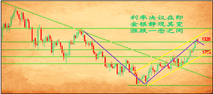 黃金蟒會絞殺主人嗎(黃金蟒會保護(hù)主人嗎)
