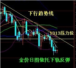 黃金甲鴿子價格(黃金甲鴿子圖片欣賞)