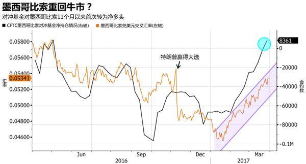 黃金葉天葉怎么樣(黃金葉天葉和金葉)